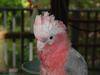 Top quality African gray parrot for good homes