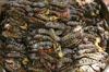 Mopane worms