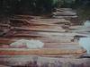 Siamese Rosewood logs