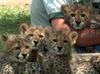 Domesticated Cheetah and Tiger cubs / babies for sale.