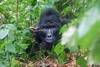 Uganda Gorilla Trek - 3 days