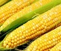 Feed  corn