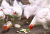 Poultry chickens, medicines, feed