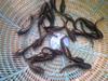 Mangur (catfish) fish seeds