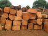 Kosso wood, PTEROCARPUS ERINACEUS Logs