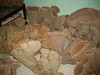 We sell anykinds of seashells & corals