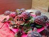 Aldabra tortoises, Radiated tortoises, Elegans Tortoises for sale