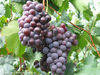 Manufacturer supplies organic & natural Grape Seed Extract