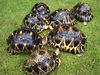 CB CITES Tortoise for sale; babies, adults and sub adults available now