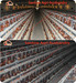 Automatic chicken layer cages galvanized poultry battery cage