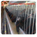 Automatic chicken layer cages galvanized poultry battery cage
