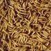 Dry mealworm