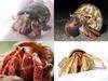 Seashells and land hermit crabs
