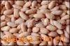 Peanut in shells, peanut kernels, blanched peanut kernels, roasted peanut