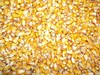 We sell cor yelow (maize), wheat