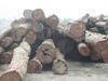 Belian (Ulin) round log for sale