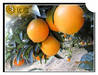 2012 fresh tasty navel orange