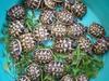 Land Tortoises For Sale in Bulk and Wholesale