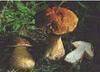 Boletus edulis, cantallerus, pleurotus, forest fruits, herbs