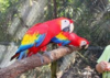 We have healthy DNA tested parrots and other birds for sale