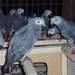 Parrots of all  types for sales and parrots eggs available