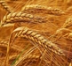 Export soft wheat, maize, flour, barley, on terms FOB, CFR, CIF