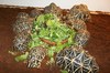 Aldabra Tortoises and other Species NOW AVAILABLE !!!