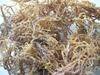 Seaweed Euchema Cottonii