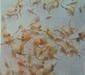 Artemia, artemia cysts, brine shrimp eggs