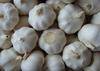 China 2012 new crop Garlic