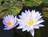 Water lily plant