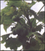 Jatropha Plants