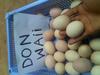 Fertile Parrot Eggs and Hatching Table Eggs For Sale
