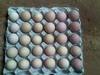 Fertile Parrot Eggs and Hatching Table Eggs For Sale