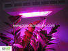 LED grow light14W,45W,50W,90W,120W,300W,600W