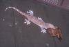 Live Gecko for SALE