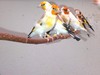 All types of birds like canaries, finches, parrots, parakeets