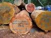 Tali and iroko logs and sawn woods for sell