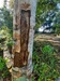 Agarwood or Gahru Tree