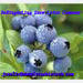 Blueberry anthocyanin