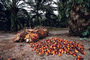 Tiko Farmco: Seller of: crude palm oil, cocoa, coffee, oils in related forms.
