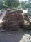 Ud.tani Sumatera: Seller of: palm ekel broom.