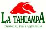 Acuario La Tahuampa Sac: Seller of: arapaima, hypancistrus, zebra, pleco, ornamental fish, pet fish, tropical fish, tahuampa, l46.