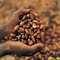 D' Leon Group Of Companies: Seller of: carnel, cocoa seed, wood charcoal, animal dungs, cocoa, bamboo.