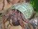 B&L Enterprises: Buyer of: coconut crabs, exotic animals insects from around the world, hermit crab foods, hermit crabs, land hermit crabs, live tarantulas all live insects from india, live crabs, live tropical fish reptiles, sea shells.
