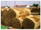 Qingdao Grand Water Reed Product Co., Ltd: Seller of: quality water reed, water reed, sweet water reed, thatching roof, thatching roof reed, water reed, reed screeb, reed fence.