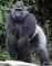 Gorillas in Uganda: Seller of: gorilla tracking, wildlife safaris, uganda tours, uganda hotel booking, mountain hiking services, cultural tours, white water rafting, nature tours, sport fishing etc. Buyer of: hotel services, tour vehicles.