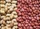 Aditi Seeds Private Ltd: Seller of: oil seeds, spices, wheat, rice, black gram, green gram, maize, pulses, grains.