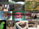 Phoenixx Wildlife: Seller of: macaws, snakes, turtles, toucans, tarantulas, small and medium sizes mammals, parrots, monkeys, lizards. Buyer of: mammals, birds, reptiles.