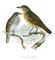 Odesem: Buyer, Regular Buyer of: live birds, wild birds, trappers service.